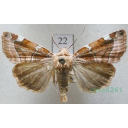 Cosmia diffinis (Linnaeus, 1767) Czech22